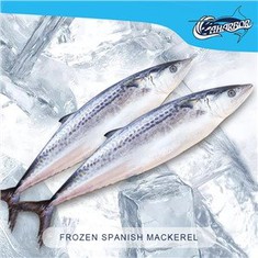 ปลาทูสเปนแช่แข็ง