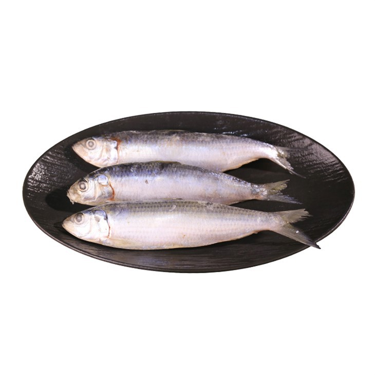Sardinella Longiceps แช่แข็ง
