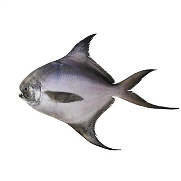 พู่กันสีเงิน