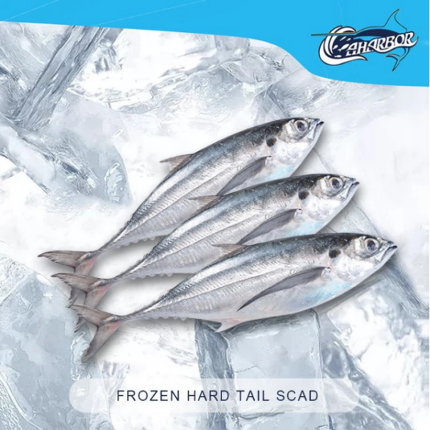 ปลาแมคเคอเรลหางแข็งแช่แข็ง