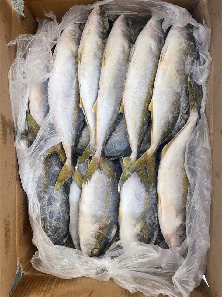 Frozen Amberjack Fish factory