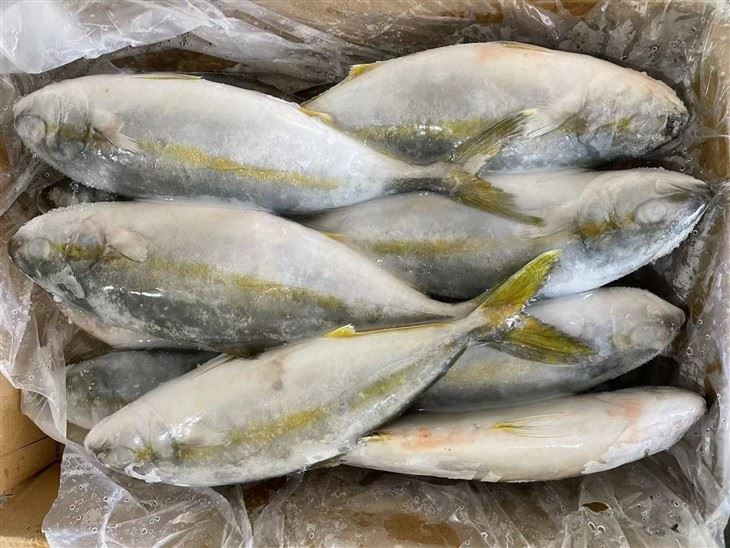 Frozen Amberjack Fish high quality