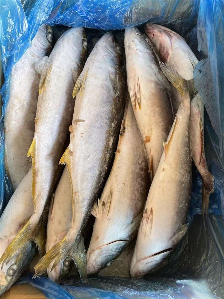 Frozen Amberjack Fish suppliers