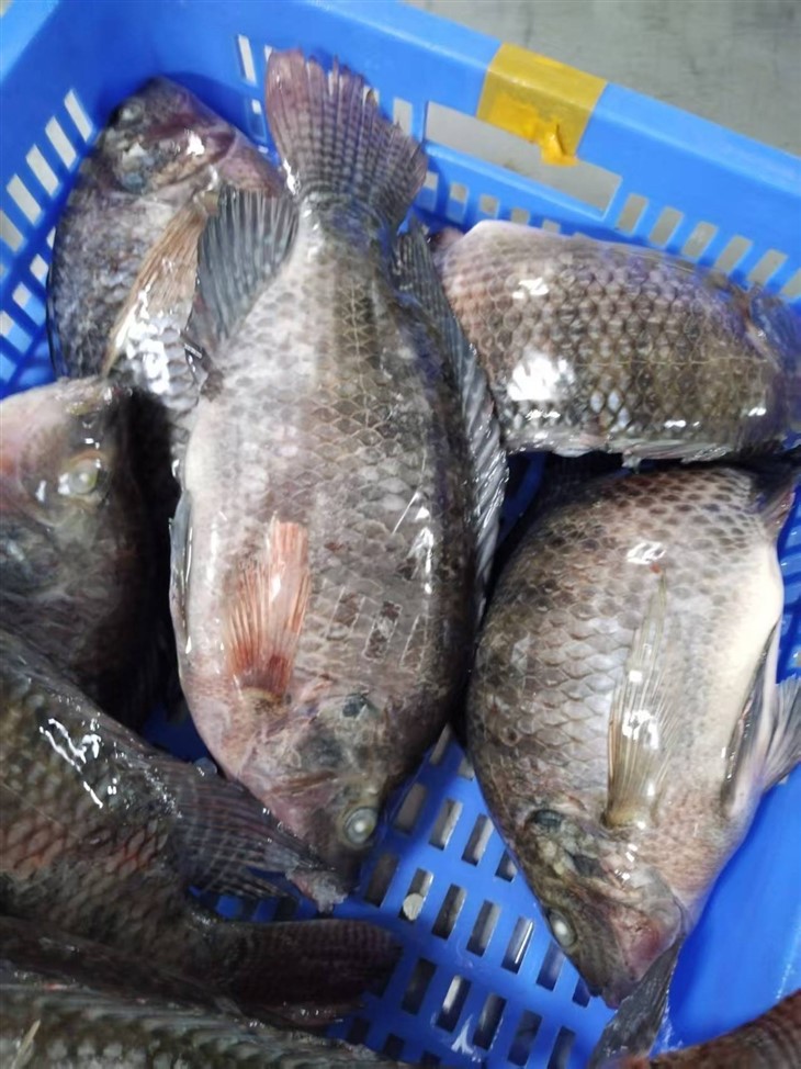 Frozen Bluetilapia Fish best