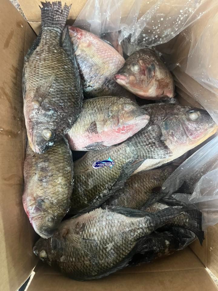 Frozen Bluetilapia Fish factory