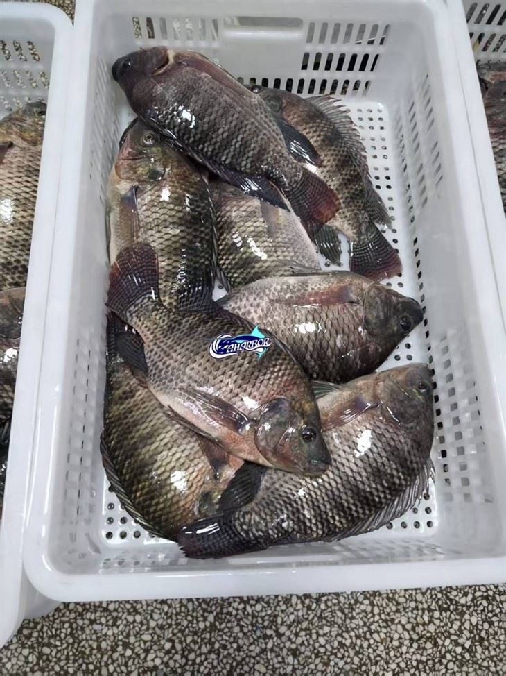 Frozen Bluetilapia Fish suppliers