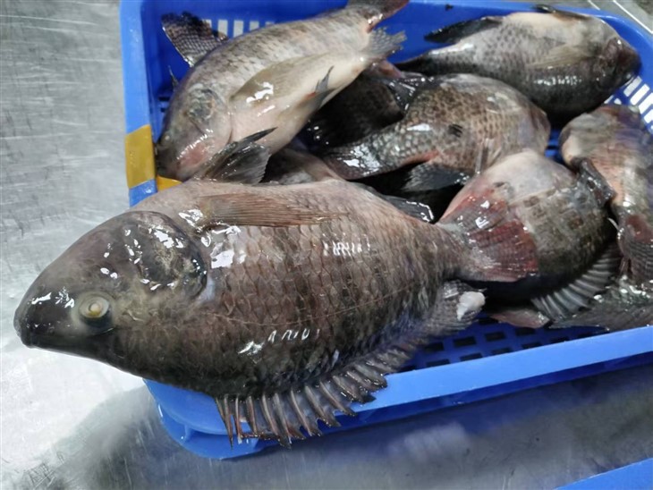 Frozen Bluetilapia Fish high quality