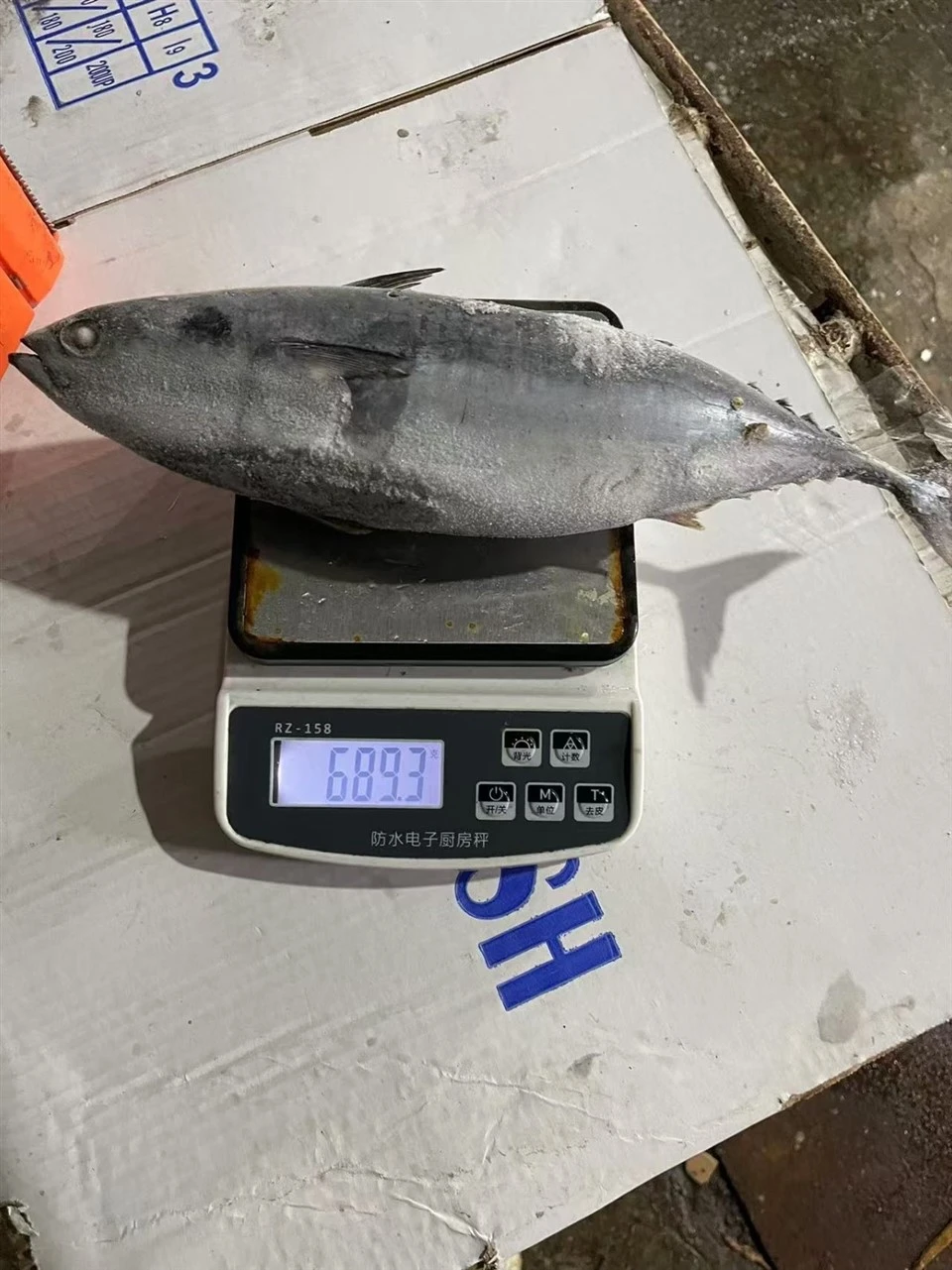 Frozen Bonito Tuna Factory