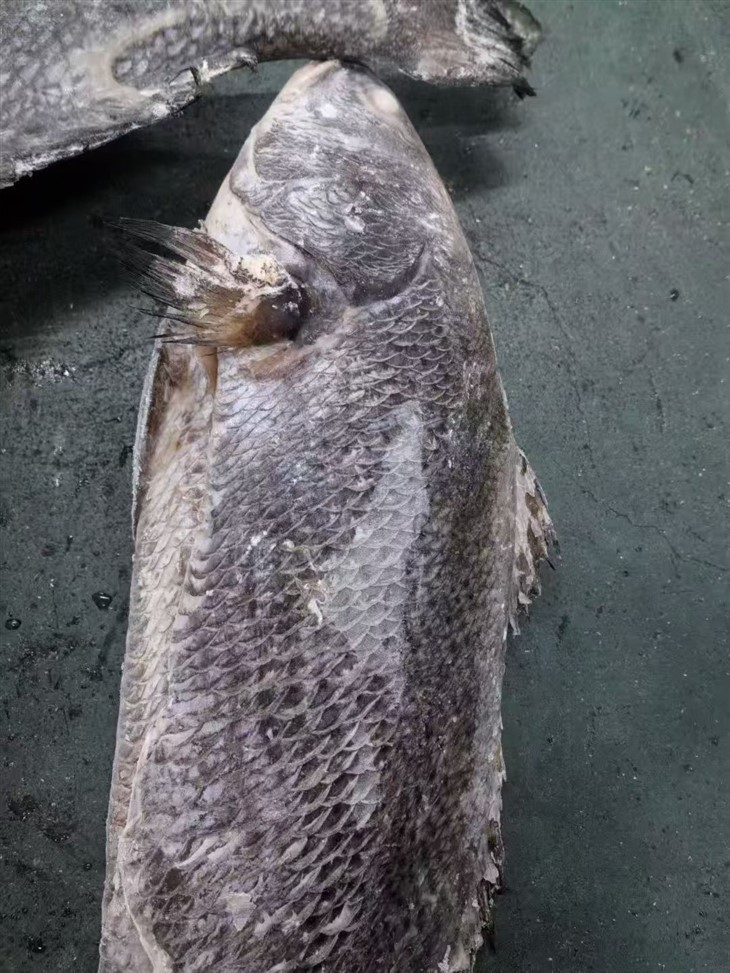 Frozen Brown Mulloway Gutted factory