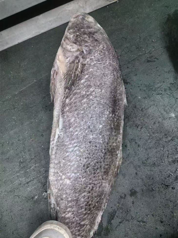 Frozen Brown Mulloway Gutted high quality