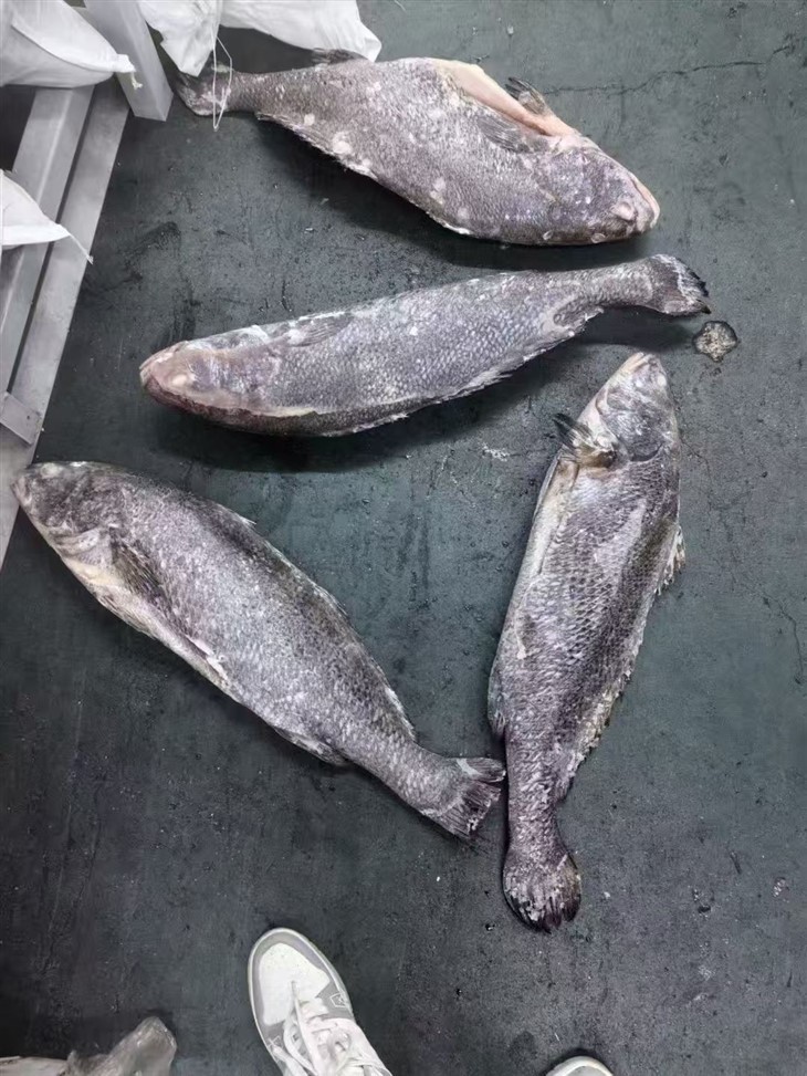 Frozen Brown Mulloway Gutted best