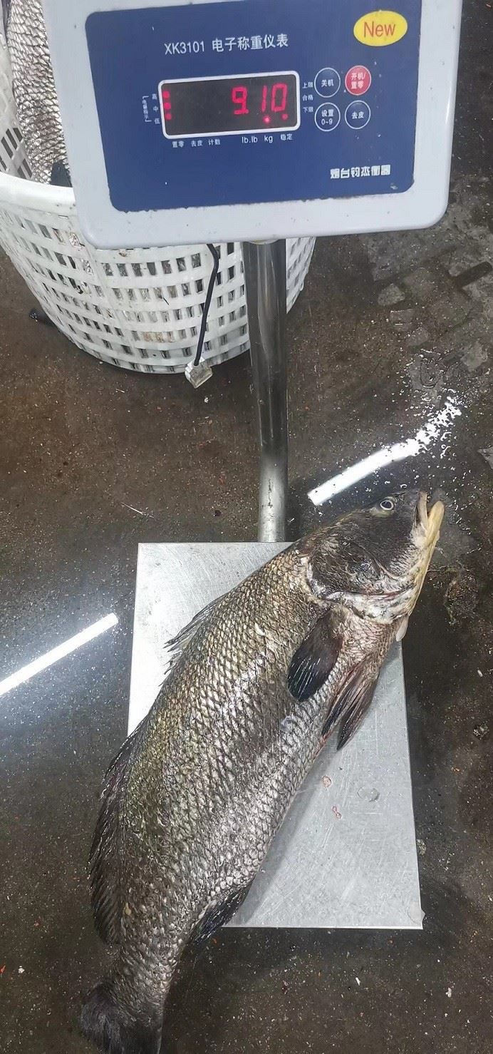 Frozen Brown Mulloway Gutted price