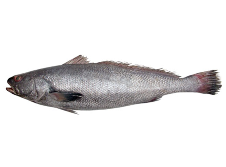 Mulloway สีน้ำตาลแช่แข็ง เสียใจมาก