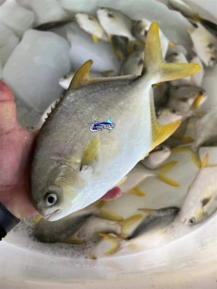 Frozen Butter Fish high quality