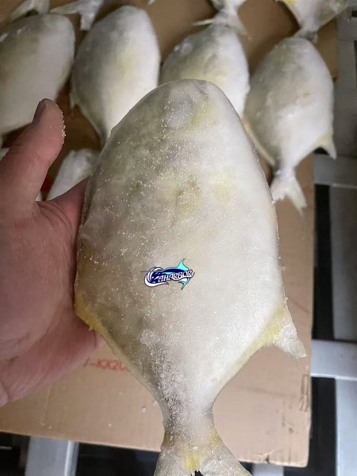 Frozen Butter Fish suppliers