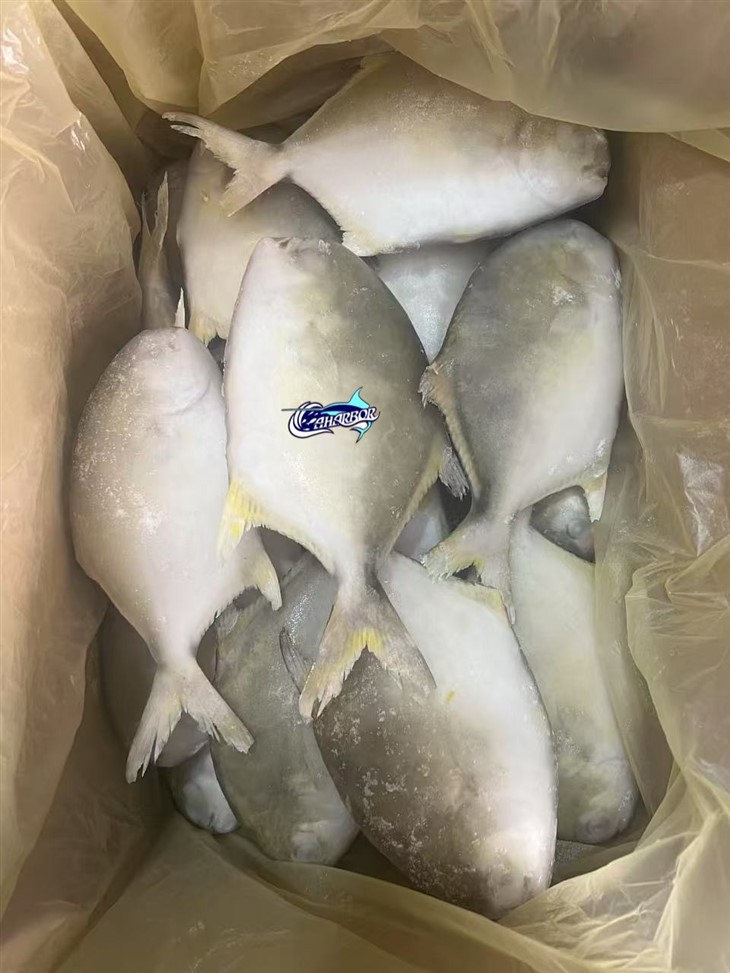 Frozen Butter Fish price