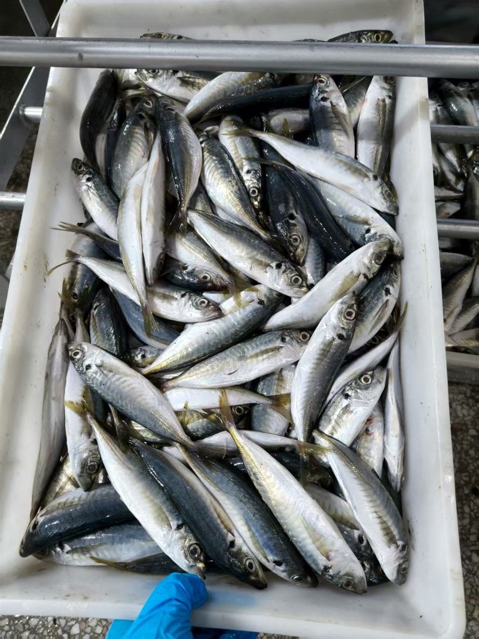 3066fe117c490b46fda96190f167703e_