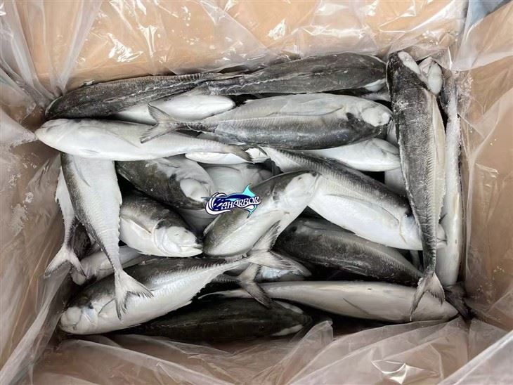 Frozen Cordyla Mackerel