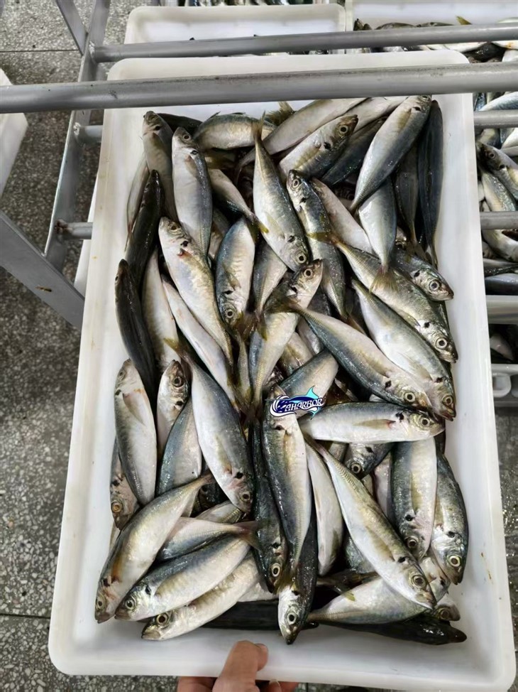 Frozen Decapterus best