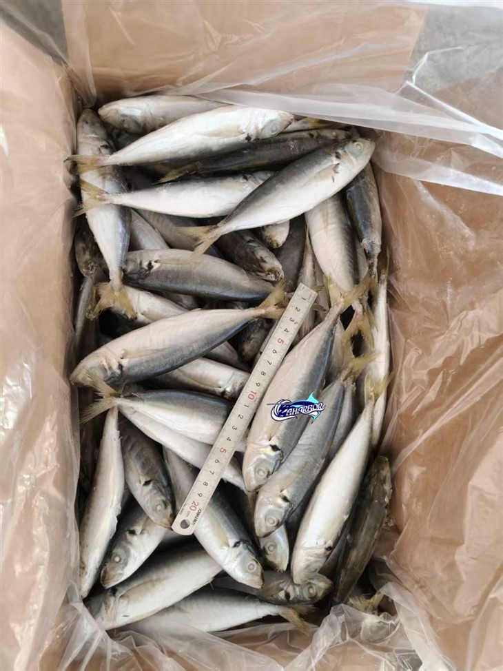 Frozen Decapterus suppliers