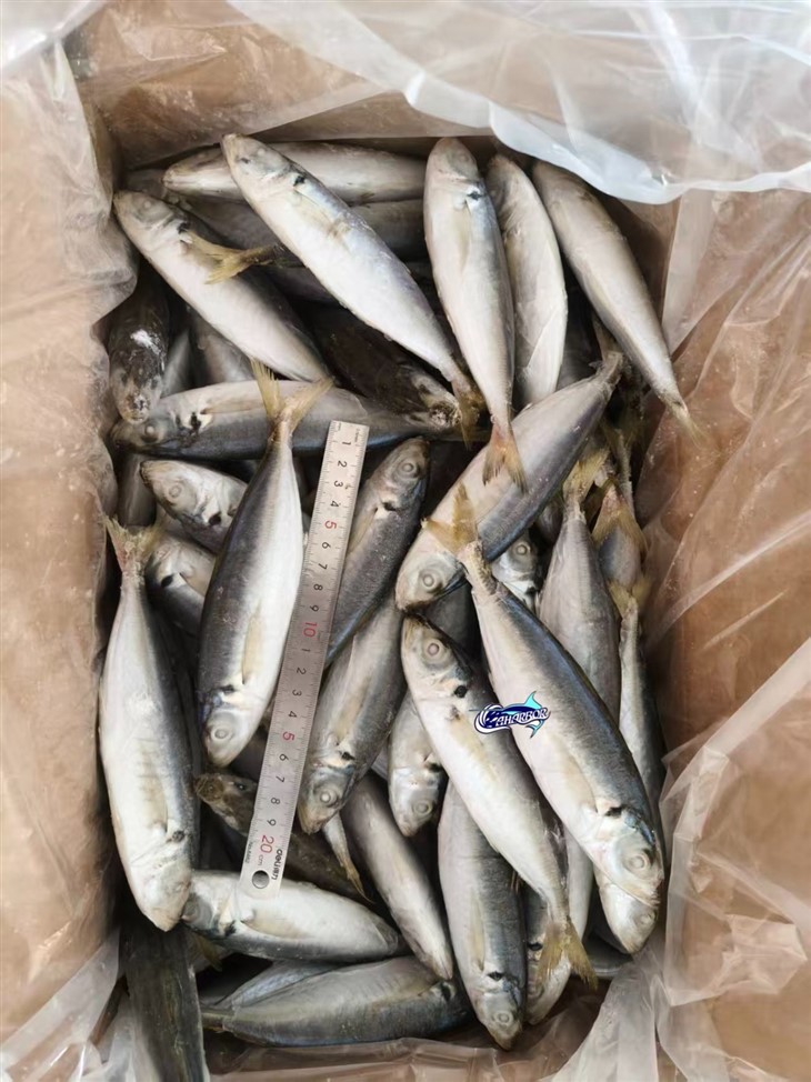 Frozen Decapterus factory