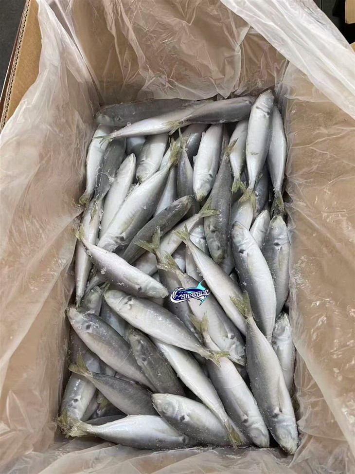 Frozen Decapterus price