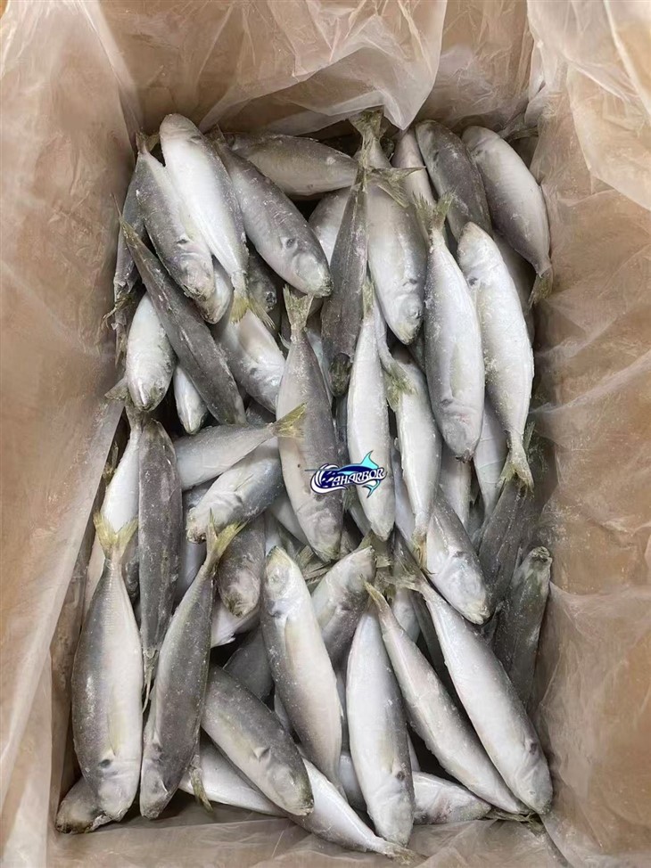 Frozen Decapterus high quality