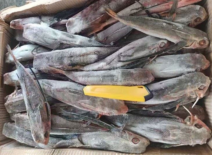 ปลาบินแช่แข็ง