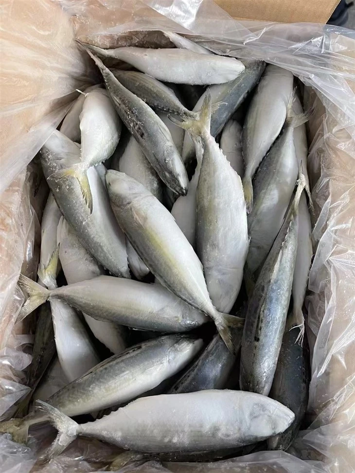 Frozen Indian Mackerel With All The Size