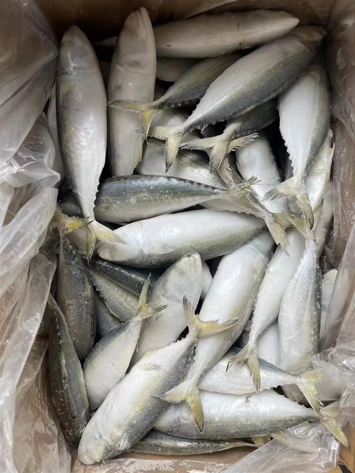 Frozen Indian Mackerel With All The Size