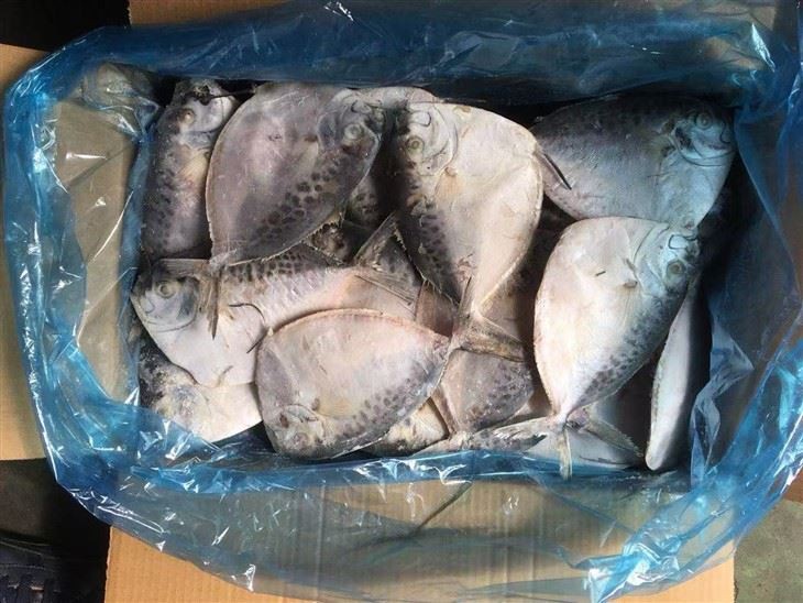 Frozen Mene Maculate high quality