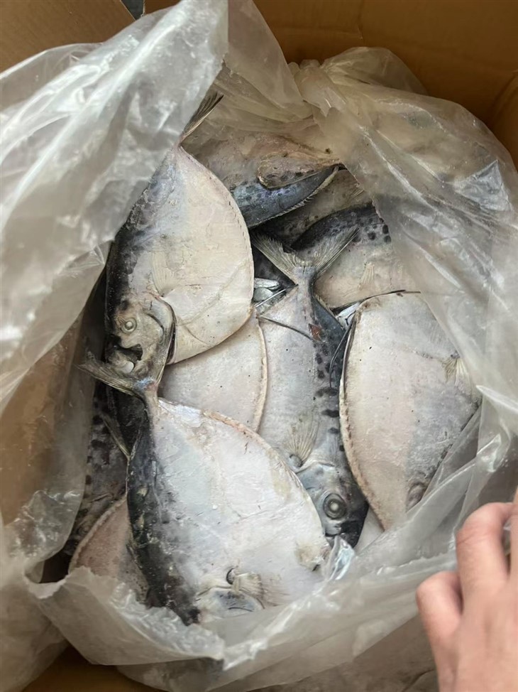 Frozen Mene Maculate price