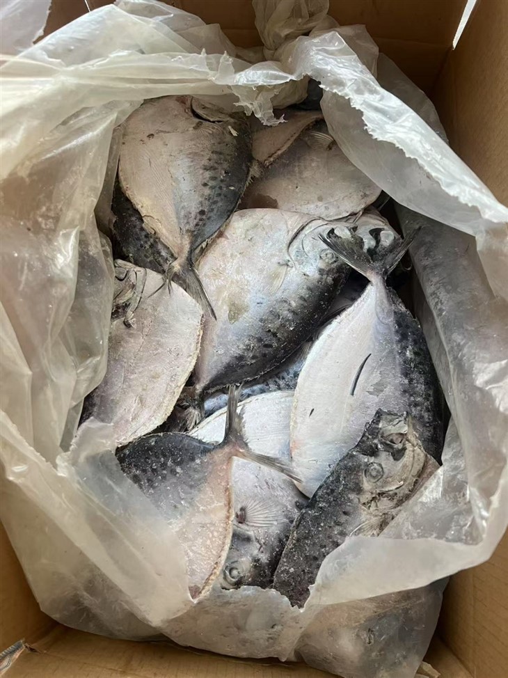 Frozen Mene Maculate price