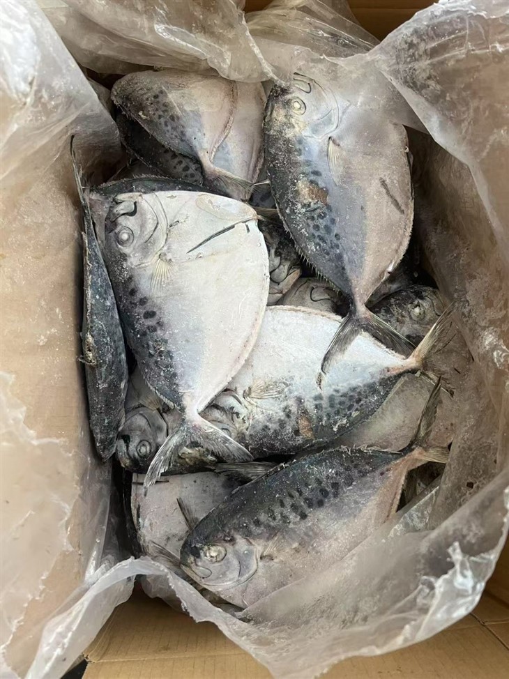 Frozen Mene Maculate suppliers