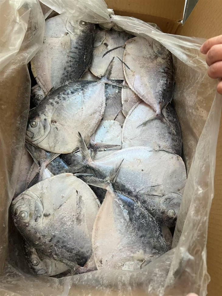 Frozen Mene Maculate suppliers