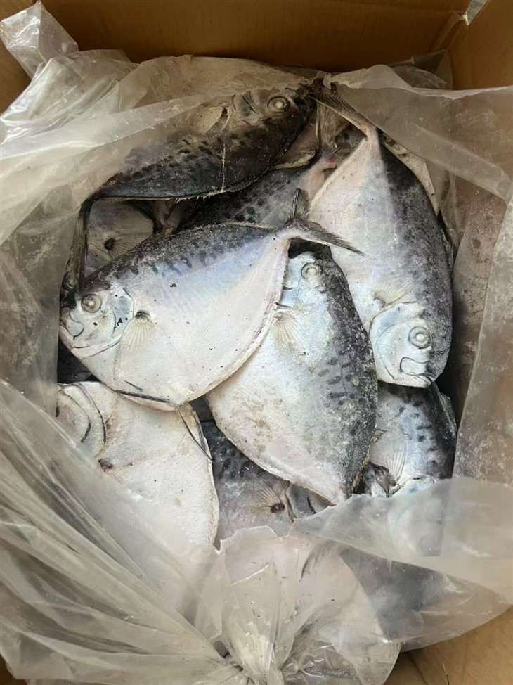 Frozen Mene Maculate price