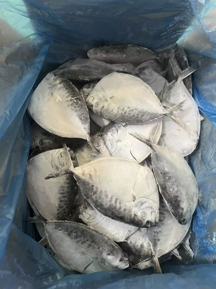 Frozen Mene Maculate best