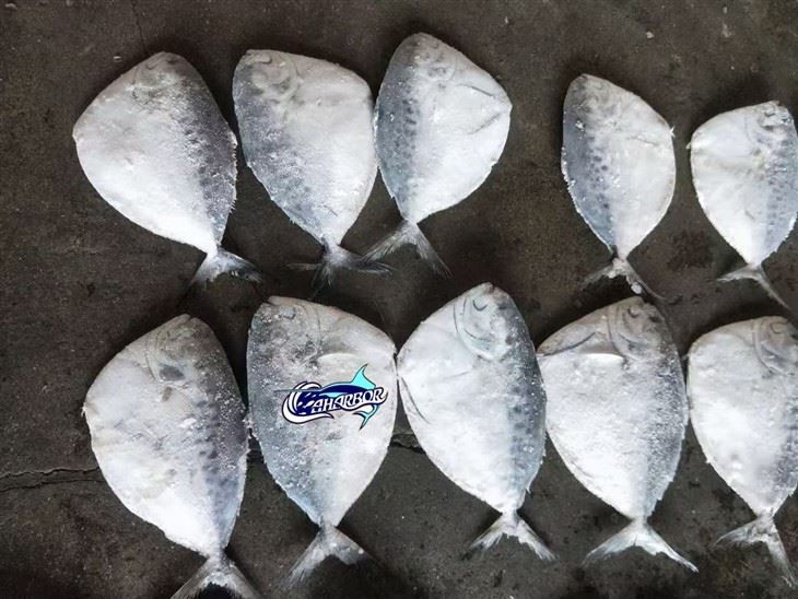 Frozen Mene Maculate suppliers