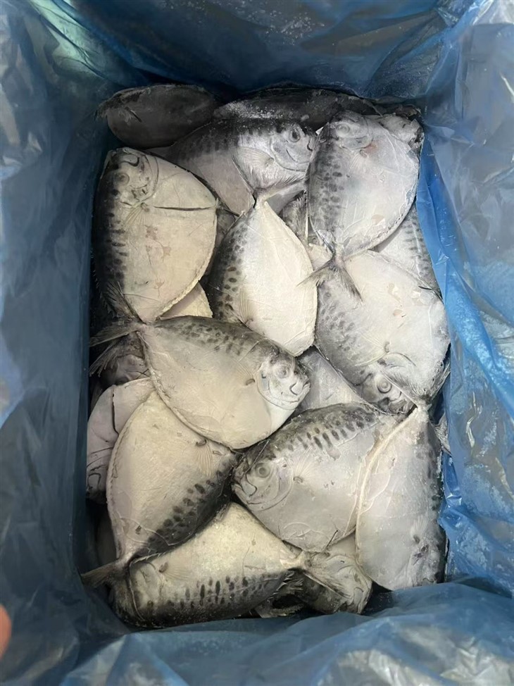 Frozen Mene Maculate factory