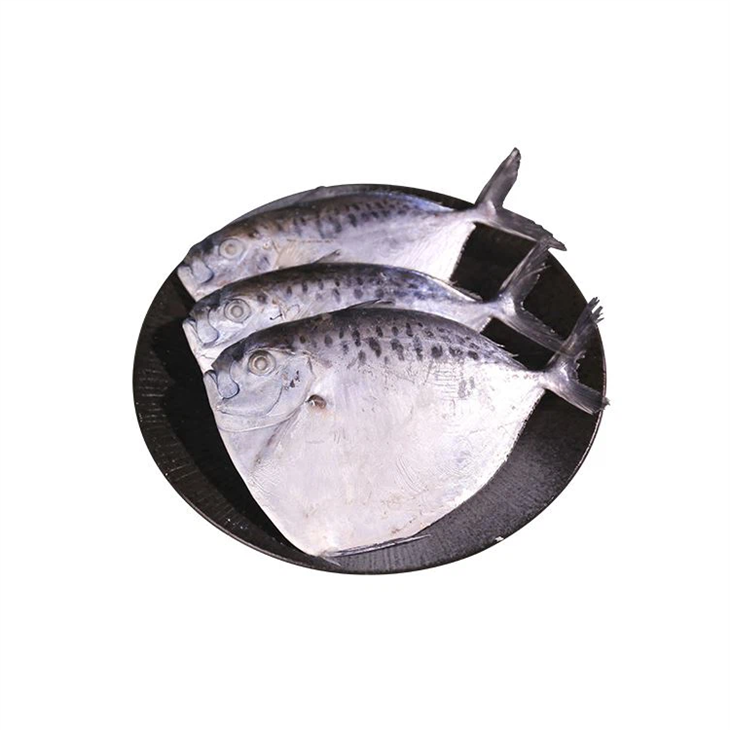 Mene Maculate แช่แข็ง