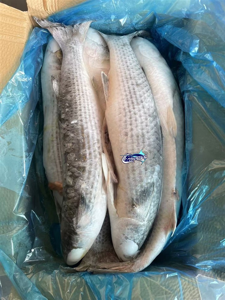 Frozen Mugil Cephalus Gutted factory