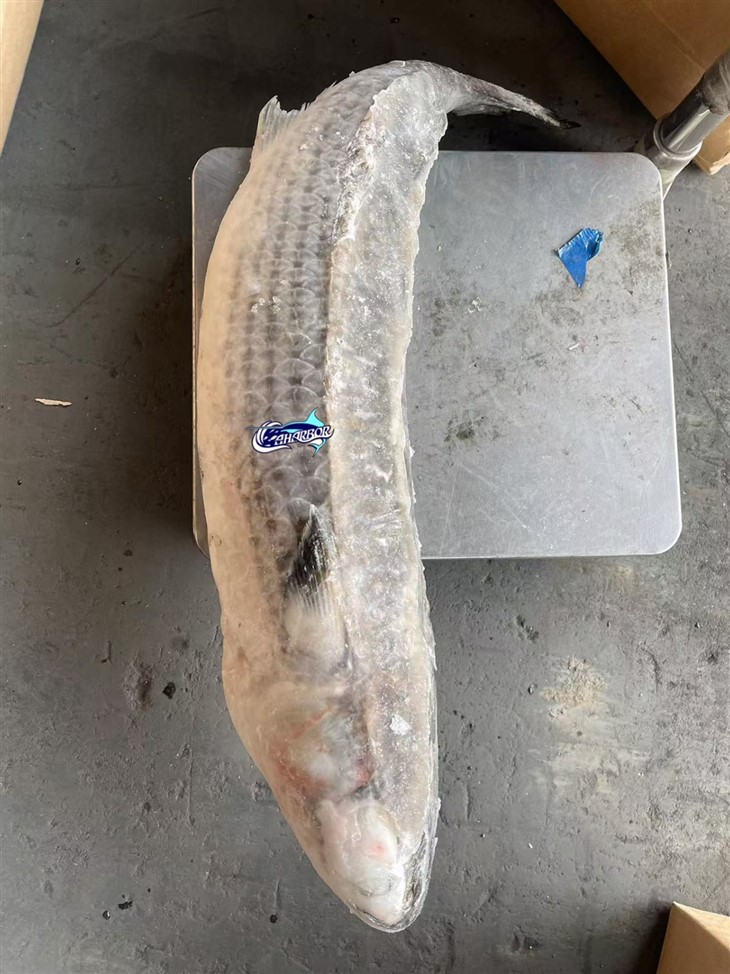 Frozen Mugil Cephalus Gutted best