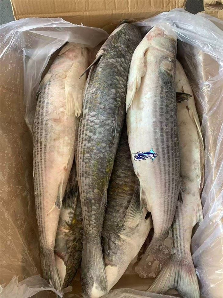 Frozen Mugil Cephalus Gutted price