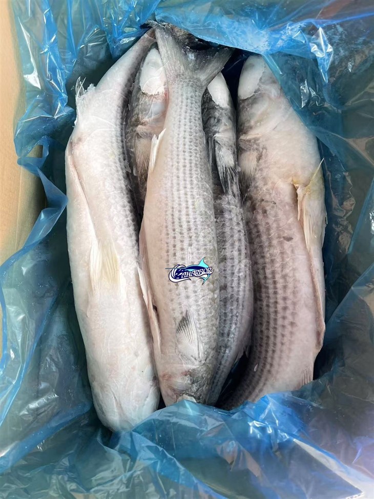 Frozen Mugil Cephalus Gutted suppliers
