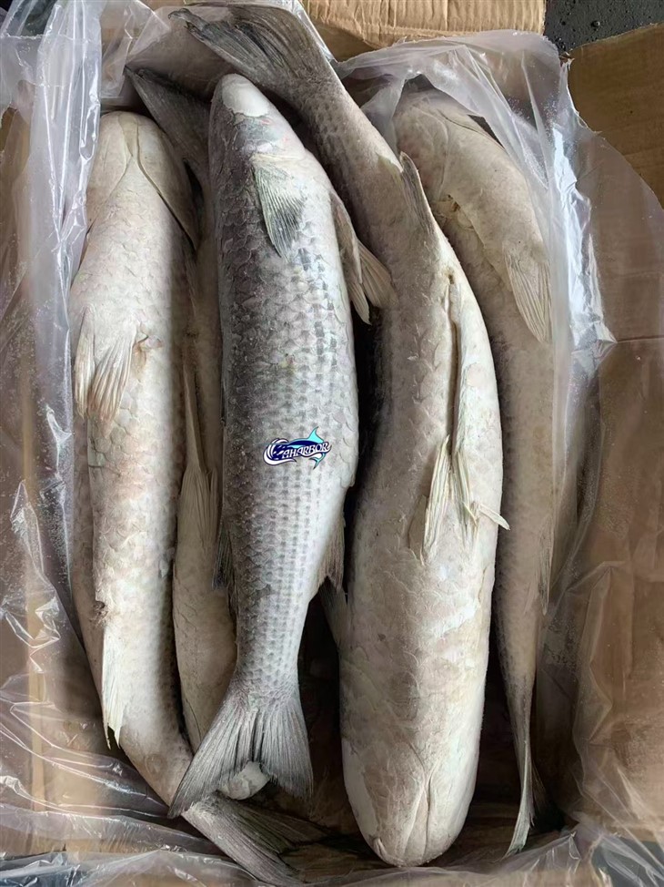 Frozen Mugil Cephalus Gutted high quality