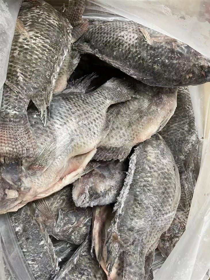 Frozen Oreochromis Tilapia high quality