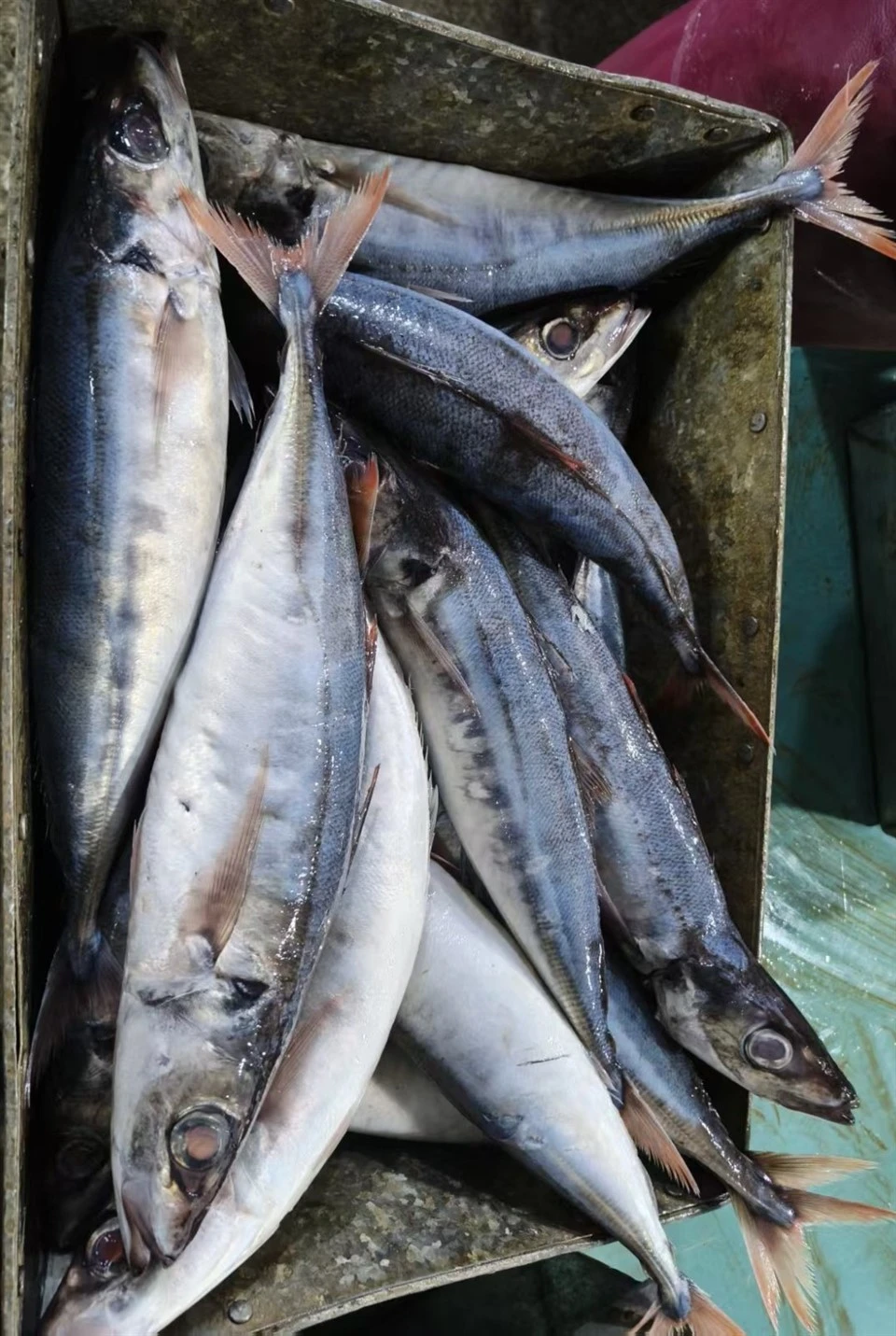 Frozen Red Tail Horse Mackerel