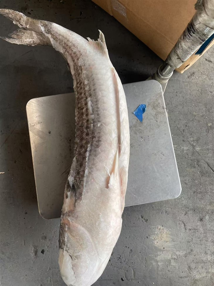 Frozen Sea Mullet Gutted high quality