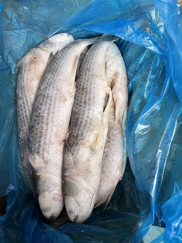 Frozen Sea Mullet Gutted suppliers