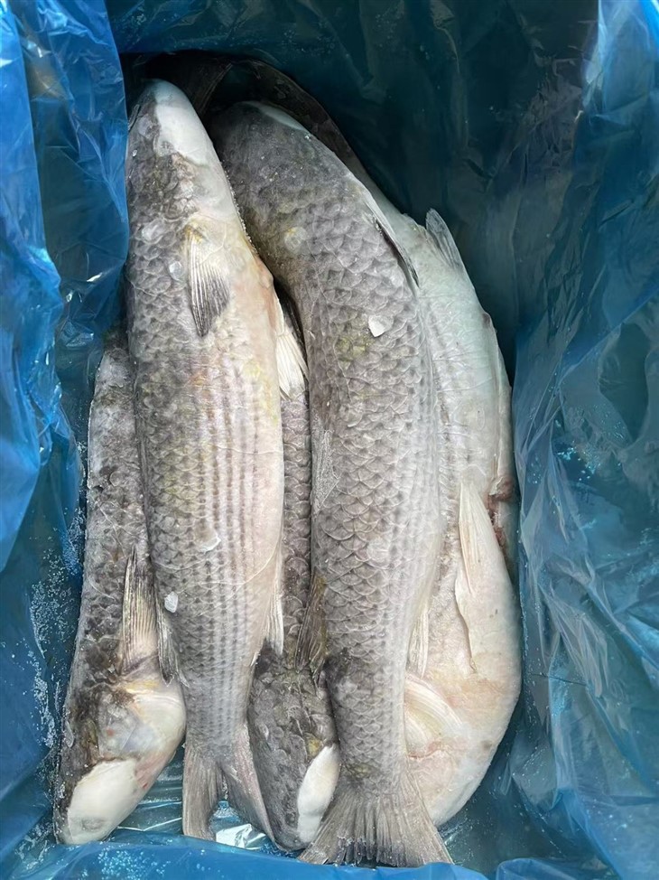 Frozen Sea Mullet Gutted factory